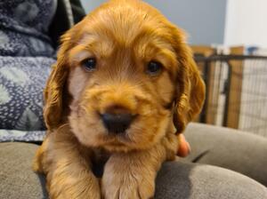 Previous Pup