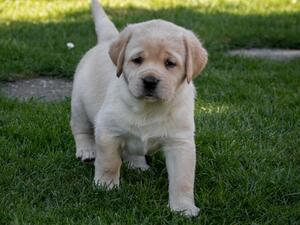 previous pup two and a half weeks from Burberry