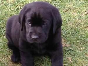 Puppy from 1st litter