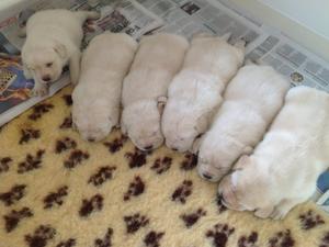 PUPS 2 WEEKS