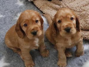 Previous Pup at 5 weeks