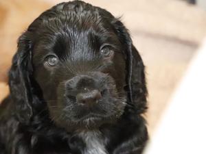 Previous Pup