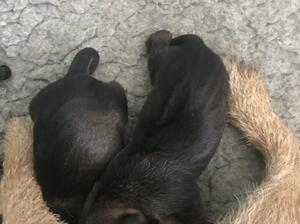 Holdenfold Olivia puppies a few days old