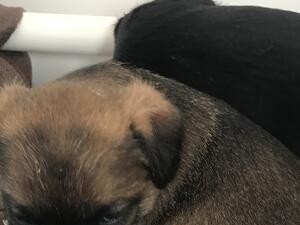 Sleepy head