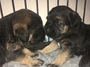 Holdenfold Kitty x Marlon Brando 2021 puppy