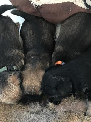 Ch Dandyhowe/Ch Badgerbeck/CH Northborders puppies