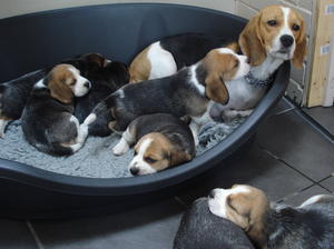 Smudges first litter