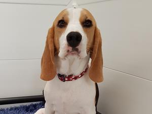 Peggy aka Velenco Perfection P