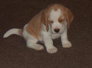 Tan & White Dog