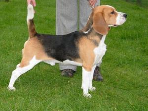 SIRE CH FALLOWFIELD BARTHOLOMEW