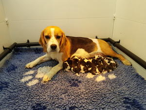 mum and pups