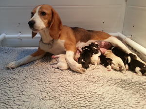 mum & Puppies