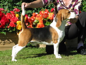 CH FALLOWFIELD BARNEY (SIRE)