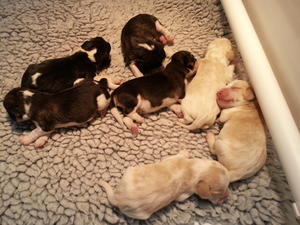 Puppies
