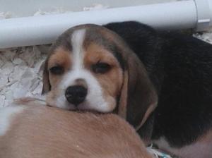 Boy 7 weeks old