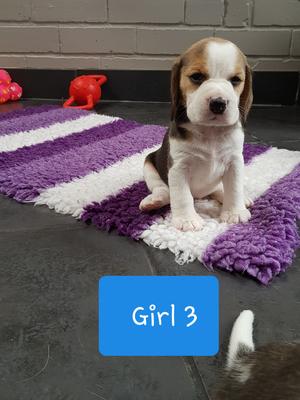 Girl Available