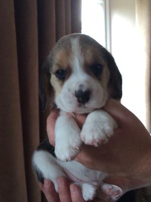 TRI boy age 4weeks old