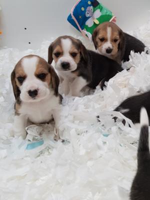 puppies