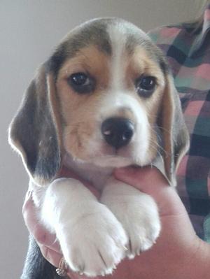 Boy 7 weeks old