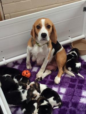 DORA & PUPPIES