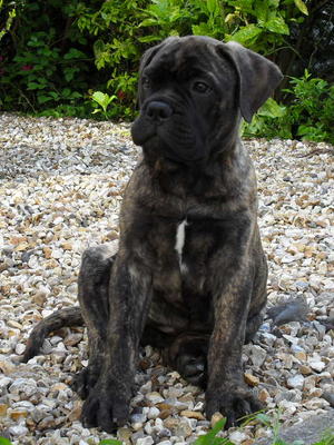Rosie at 14 weeks