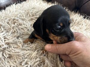 2 days old