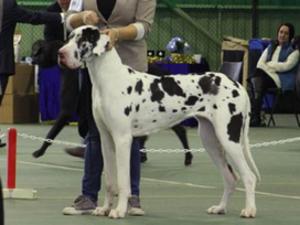 Mabel @ The Great Dane Club Open Show (12 months o