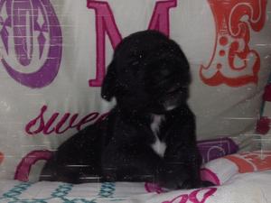 wilma