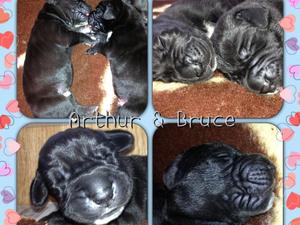 The two black boys Arthur & Bruce