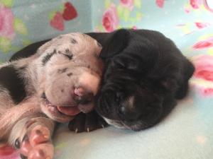 Merle Boy & Black Girl