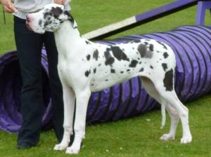 Mabel 7 Months Old