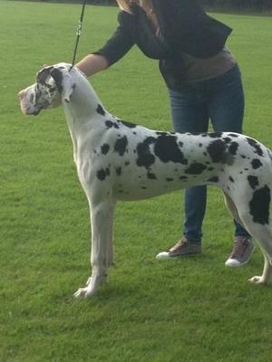 Mabel @ Pennine show 8 months old