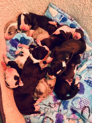Our current litter born 14/12/2021