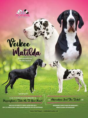 Ch Matilda & Int Ch Veikee litter add