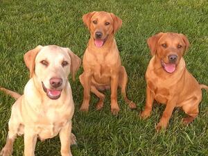 Sidney,Grace and Sammy