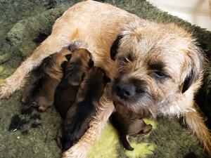 Mij and her pups