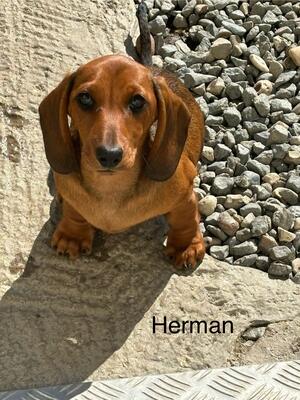 Herman is a handsome red boy, chunky and playful
