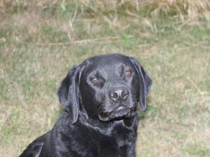 Ted (Wingbeat Fergal)