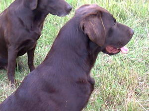 The Sire