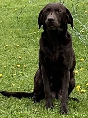 Isla