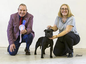 Jasper Best Puppy Manchester Champ