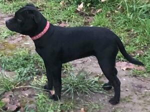 Jazz as a pup