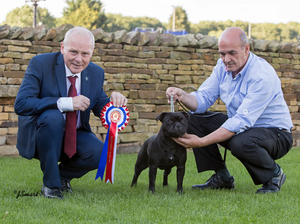 Best Puppy in Show