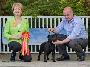 Rosie Best Puppy in Show at East Anglia 2016