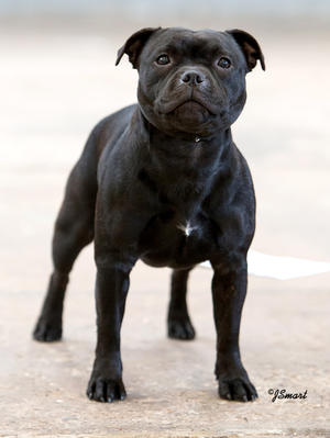 Best Puppy Bitch