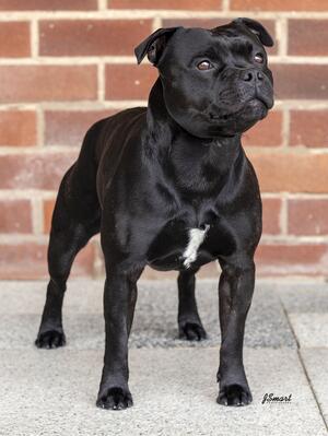 Jasper Winning limit dog