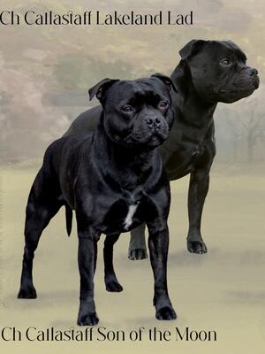 Duke & Jasper