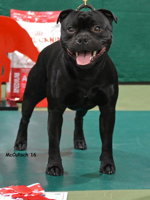 First Junior Dog