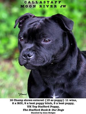 2016 UK top stafford pup Stafford Book & Our Dogs