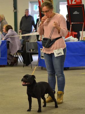 Duke at National Terrier